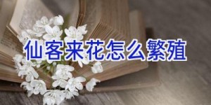 仙客来花怎么繁殖
