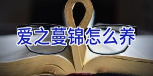 爱之蔓锦怎么养