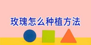 玫瑰怎么种植方法