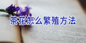 茶花怎么繁殖方法