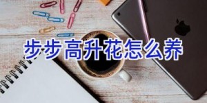 步步高升花怎么养