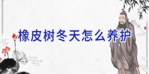 橡皮树冬天怎么养护