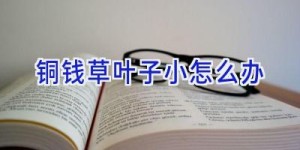 铜钱草叶子小怎么办