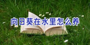 向日葵在水里怎么养