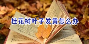 桂花树叶子发黄怎么办