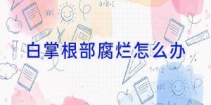 白掌根部腐烂怎么办
