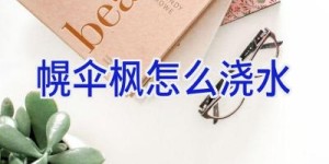 幌伞枫怎么浇水