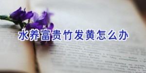 水养富贵竹发黄怎么办