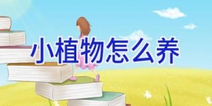 小植物怎么养