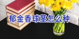 郁金香球茎怎么种