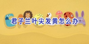 君子兰叶尖发黄怎么办