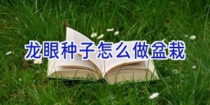 龙眼种子怎么做盆栽