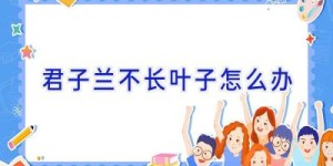 君子兰不长叶子怎么办