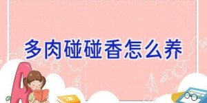 多肉碰碰香怎么养