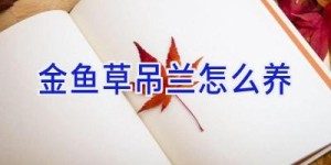 金鱼草吊兰怎么养