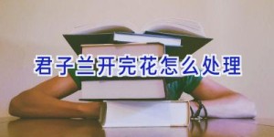 君子兰开完花怎么处理