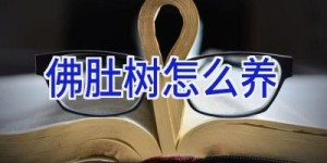 佛肚树怎么养