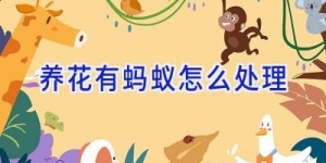 养花有蚂蚁怎么处理