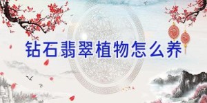 钻石翡翠植物怎么养