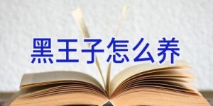 黑王子怎么养