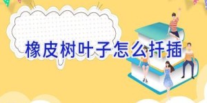 橡皮树叶子怎么扦插