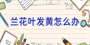 兰花叶发黄怎么办