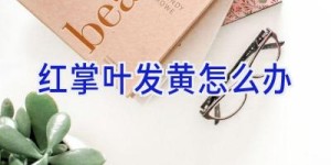 红掌叶发黄怎么办