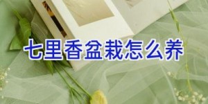 七里香盆栽怎么养