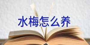 水梅怎么养