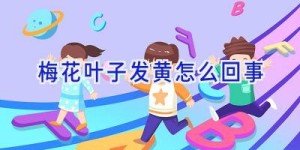 梅花叶子发黄怎么回事