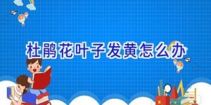 杜鹃花叶子发黄怎么办