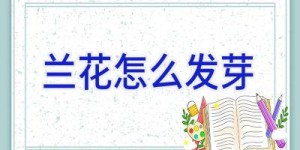 兰花怎么发芽