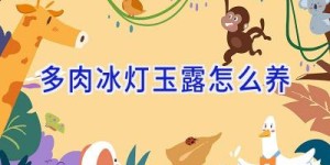 多肉冰灯玉露怎么养