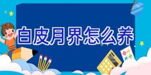白皮月界怎么养