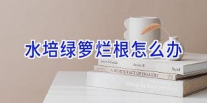 水培绿箩烂根怎么办