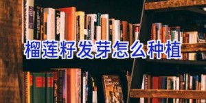 榴莲籽发芽怎么种植