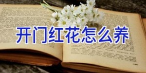 开门红花怎么养