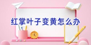 红掌叶子变黄怎么办