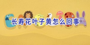 长寿花叶子黄怎么回事