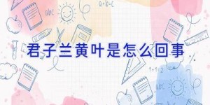 君子兰黄叶是怎么回事