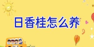 日香桂怎么养