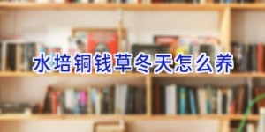 水培铜钱草冬天怎么养