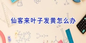 仙客来叶子发黄怎么办