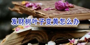 发财树叶子变黄怎么办