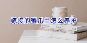 嫁接的蟹爪兰怎么养护