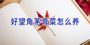 好望角茅膏菜怎么养