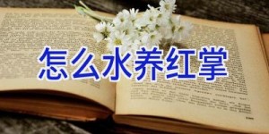 怎么水养红掌