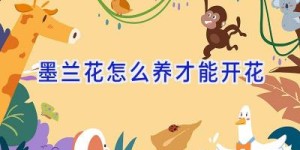 墨兰花怎么养才能开花