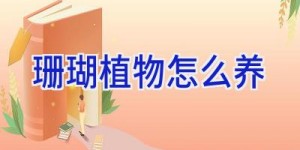 珊瑚植物怎么养