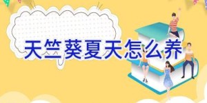 天竺葵夏天怎么养